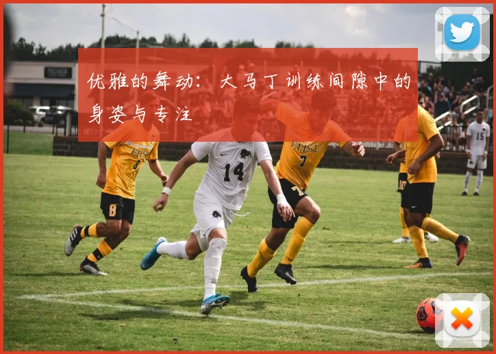 优雅的舞动：大马丁训练间隙中的身姿与专注